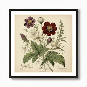 Halonium Wildflower Vintage Botanical Art Print 2 Art Print