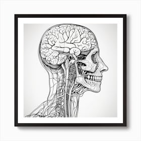 Human Anatomy Head And Neck Art Print