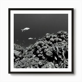 Black And White Image Of A Coral Reef Art Print