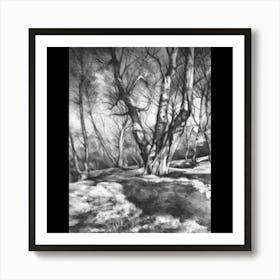 Birch Trees In Winter Art Print