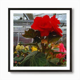 Red Geranium 1 Art Print