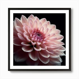 Pale Pink Dahlia Flower on Black Background 1 Art Print