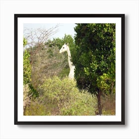 Giraffe Albinism Art Print