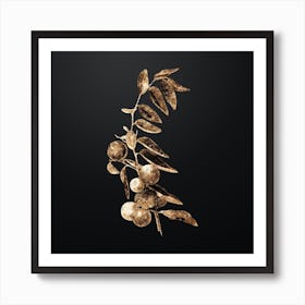 Gold Botanical Chinese Jujube on Wrought Iron Black Art Print