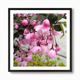 Pink Cherry Blossoms 1 Art Print