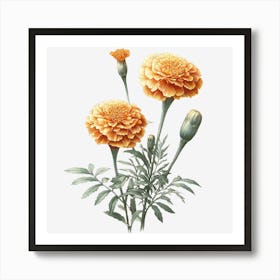 Marigold Art Print