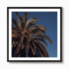 Palm Tree And Clear Blue Sky St Sebastian, Spain Square Art Print
