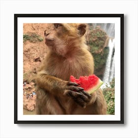 Monkey Eating Watermelon Poster