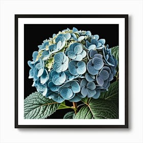 Hydrangea Flower Art Print