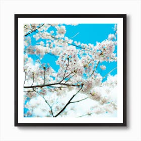 Cherry Blossoms Against Blue Sky Art Print