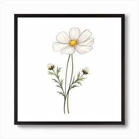 White Cosmos Flower Art Print