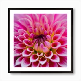 Dahlia Art Print