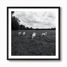 Sheep In A Field Art Print