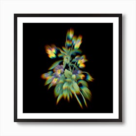 Prism Shift Johnny Jump Up Viola tricolor Botanical Illustration on Black n.0022 Art Print