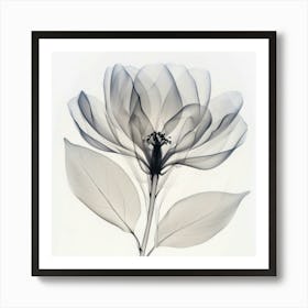 Floral Art 0007 Floral 0006 Botanical Assets 0004 Bp6586 Minimalist Soft Bright X Ray Scandinavian Minimalist 37aad850 Poster