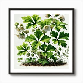 Botanical Flowers Art Print