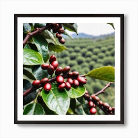 Coffee Berries On A Tree 3 Art Print