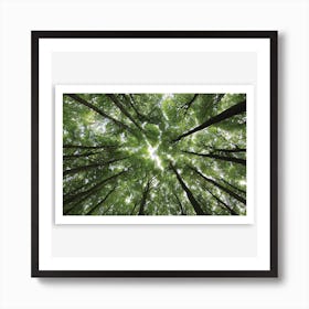 Beechwood Art Print
