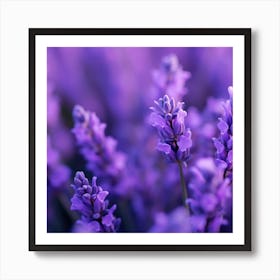 Lavender Flowers 14 Art Print