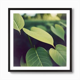 Polaroid of leaves Art Print