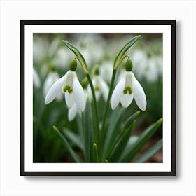 A Field Of Delicate Snowdrop Flowers Emerging In Early Spring 2 Art Print