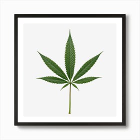 Marijuana Leaf On Black Background Art Print