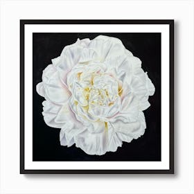 White peony on black canvas Art Print