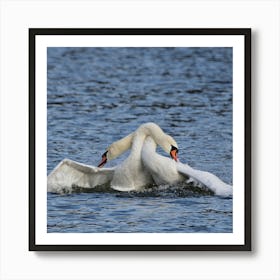 Swans In Flight Art Print