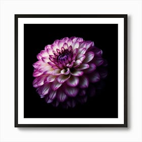 Purple Dahlia Flower on Black Background Art Print