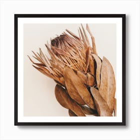 Bohemian Protea Flower Square Art Print