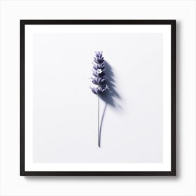 "Lavender's Shadow: A Study in Aromatic Elegance"  'Lavender's Shadow: A Study in Aromatic Elegance' offers a minimalist portrayal of a single lavender stem cast against a pristine background, its shadow adding depth and dimension. The artwork's use of light and shadow accentuates the delicate structure of the lavender, evoking a sense of calm and a connection to nature's quiet beauty. This piece is ideal for those who appreciate the subtle interplay of botanical art, simplicity, and the soothing aesthetic of cool tones in their living space. Art Print