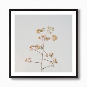 Yucca Plant Bloom Art Print