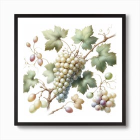 White Grapes and Vine 2 Art Print