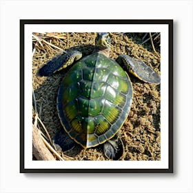 Shell Reptile Slow Aquatic Carapace Scale Amphibious Cold Blooded Conservation Endangered (1) Art Print