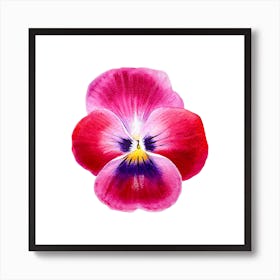 Viola pink Art Print