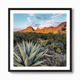 Desert Agave Plant Art Print