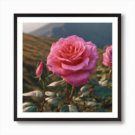 Roses In The Mountains Art Print