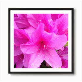 Pink Azaleas 1 Art Print