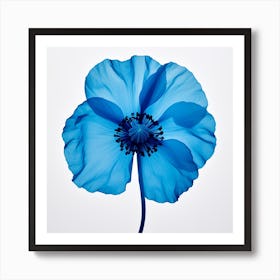 Blue Poppy 1 Art Print