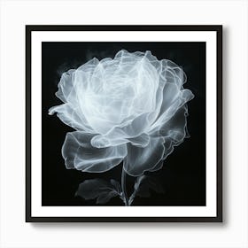 Translucent Rose Art Print