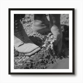 Malheur County, Oregon, Japanese American Worker Transplanting Celery Plant By Russell Lee Art Print