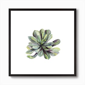 Botanical Illustration   Succulent Art Print