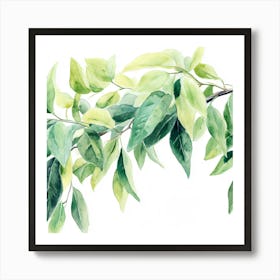 Watercolor Of A Tree Branch Art Print