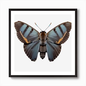 Butterfly On Black Background Art Print
