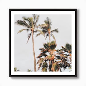 Palm Trees In Wind Square Art Print