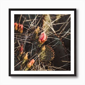 Blooming Pink Cactus Flowers Square Art Print