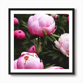 Pink Peonies Affiche