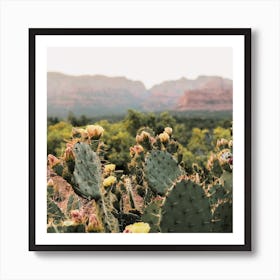 Sedona Cactus Flowers Art Print