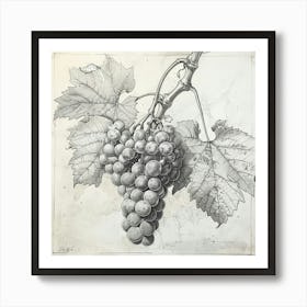 Grapes On The Vine 1 Art Print