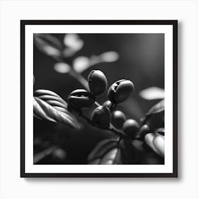 Coffee Beans In Black And White Art Print